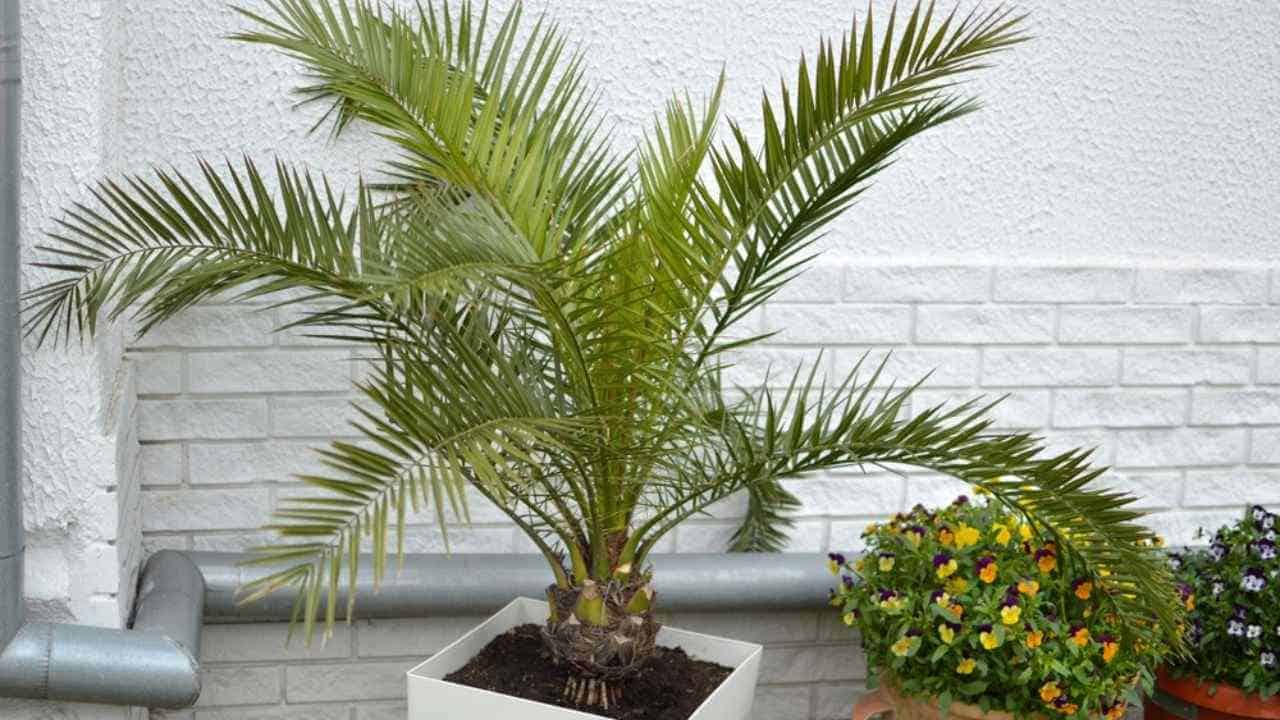 How to Choose Your Own Palm Tree