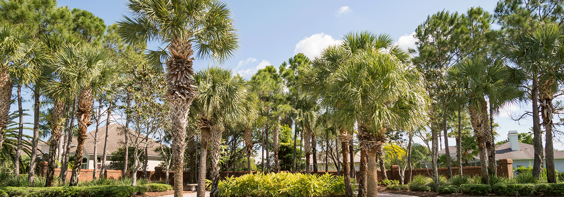 The Palm Tree Shop
