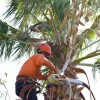 Top 20 Palm Tree Pruning Tips for a Healthy, Beautiful Tree