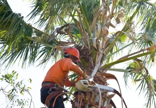 Top 20 Palm Tree Pruning Tips for a Healthy, Beautiful Tree